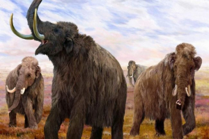 Znanstvenici iz rusije žele klonirati mamut